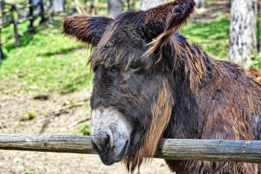 Eşek Poitou ayakta yakınındaki bir ağaç üzerinden