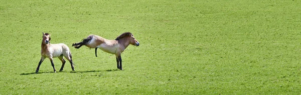 Przewalski коні в зеленою травою поле — стокове фото