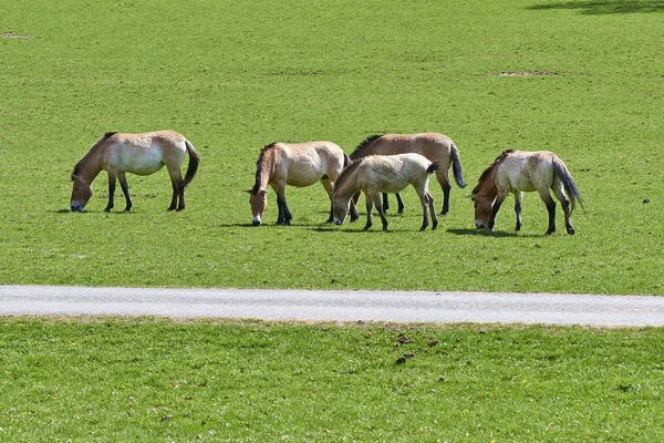 Пржевальские лошади едят — стоковое фото