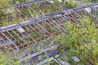 Çok yemyeşil bitki örtüsü ile terk edilmiş seralar