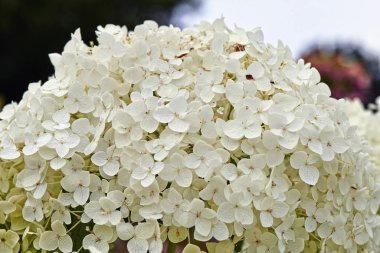 Yaz çiçek, ortanca HORTENSIA