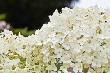 Yaz çiçek, ortanca HORTENSIA