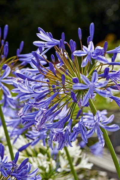 Yaz çiçek, Agapanthus africanus