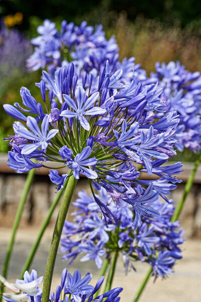 Summer flowers, Agapanthus africanus