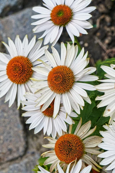 Sommarblommor, rudbeckia vit — Stockfoto