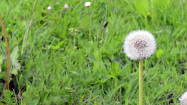 Párrafo Cinematógrafo Hermoso Diente León Liso Exuberante Follaje Movimiento — Vídeos de Stock