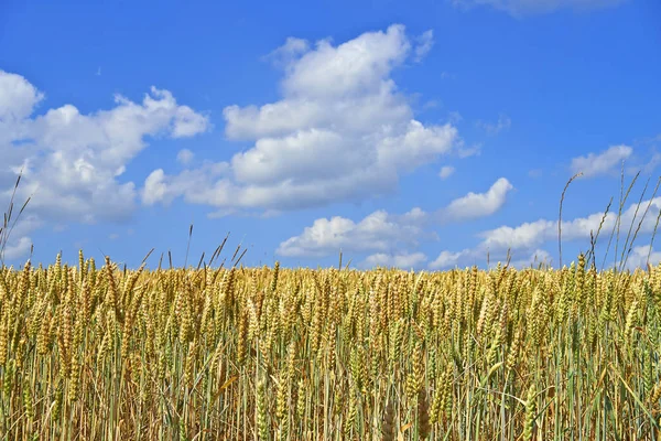 晴れた日の青空に雲の麦畑 — ストック写真
