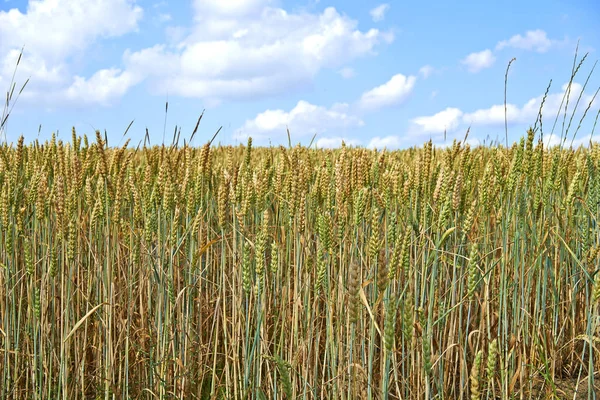 Campo di grano nelle giornate di sole e nuvole nel cielo blu — Foto Stock