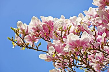 Güzel pembe Manolya ağacında, Bahar çiçeği