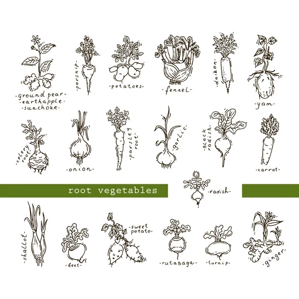 Conjunto de verduras de raíz — Archivo Imágenes Vectoriales