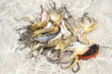 Bali dili Fishermans yakalamak