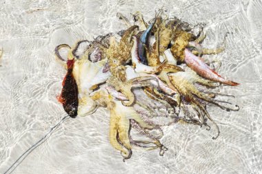 Bali dili Fishermans yakalamak