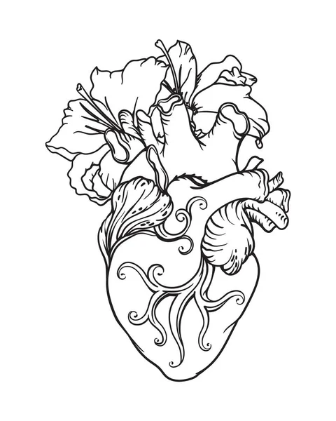 Dibujo anatómico estilizado del corazón humano. Corazón con lirios blancos en estilo romántico . — Vector de stock
