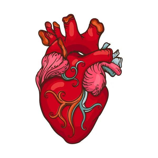 Human Heart Drawing by Granger - Fine Art America-saigonsouth.com.vn