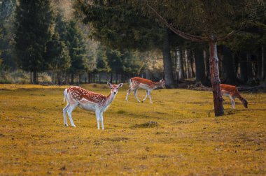 Sonbahar yatay, benekli nadas geyikler