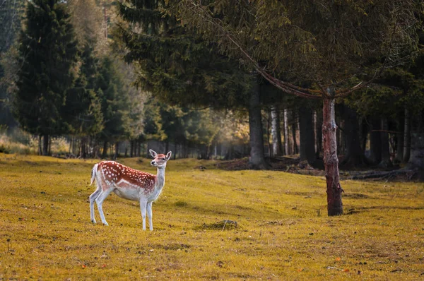 Autumn landscape with spotted fallow deer — Stock Photo, Image