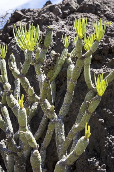Kleinia neriifolia eller Verode växt — Stockfoto