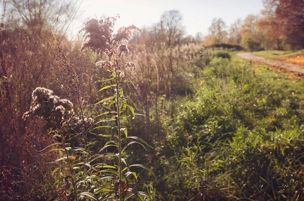 Herfst landschap van het platteland met hoog gras en landweg — Stockfoto