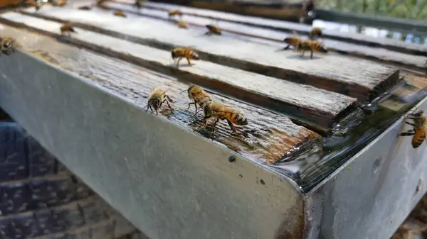 Bees in Cyprus — Stock Photo, Image