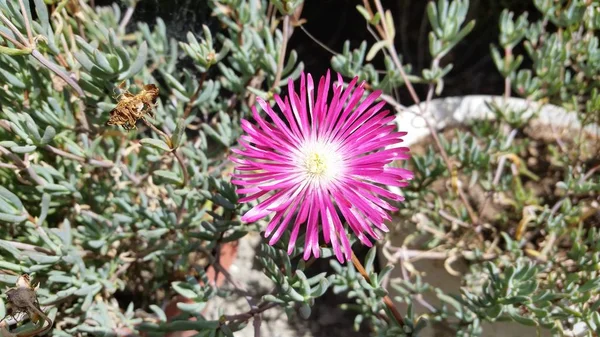 As flores em Chipre — Fotografia de Stock