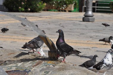 Kıbrıs'ta güvercinler