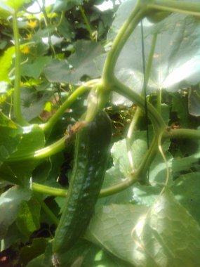 Kıbrıs'ta güzel sera