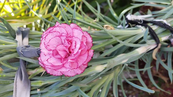 Kıbrıs'taki çiçek — Stok fotoğraf
