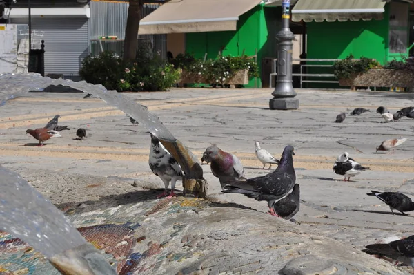 Les pigeons à Chypre — Photo
