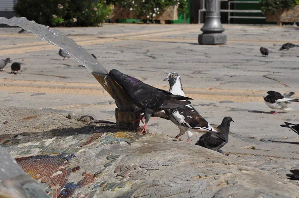 Les pigeons à Chypre — Photo