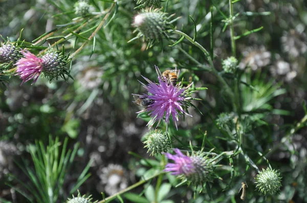 Chamaepeuce blommor i Cypern — Stockfoto