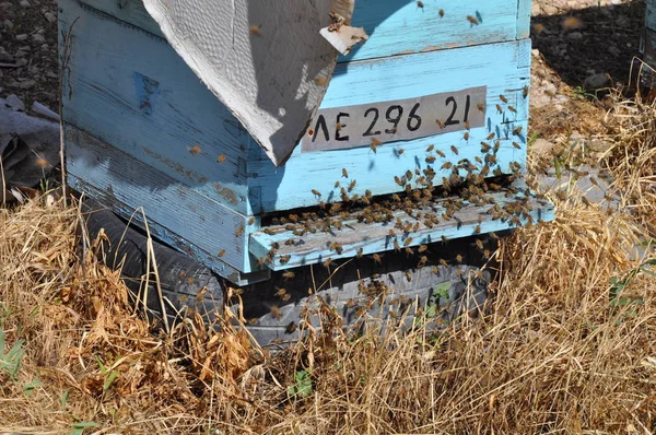 Die Bienen in Zypern — Stockfoto