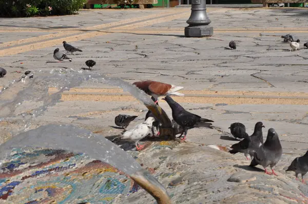 Pigeons à Chypre — Photo