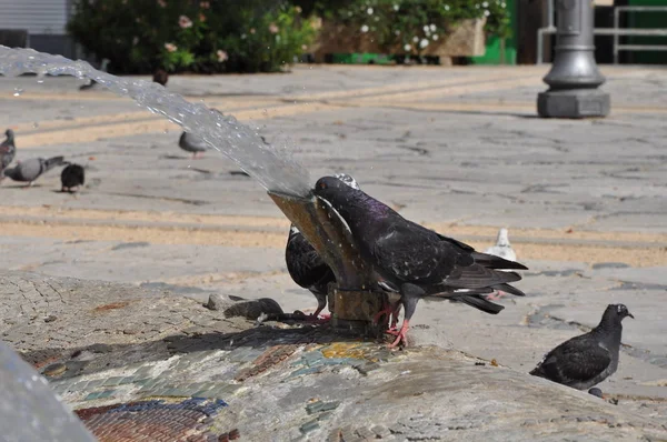 Pigeons à Chypre — Photo