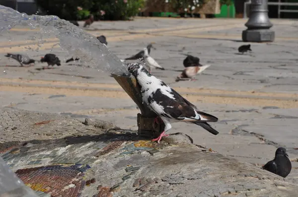 Pigeons à Chypre — Photo