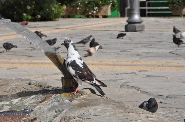 Pigeons à Chypre — Photo