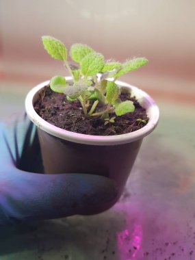 Seedlings - very beautiful sage seedlings in a pot in a gloved h