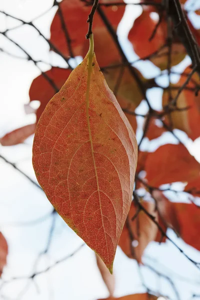 Italia, campo, otoño, hojas de castaño — Foto de Stock