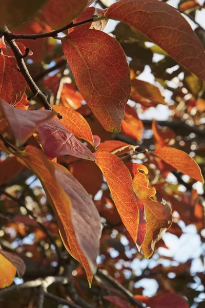 Italia, campo, otoño, hojas de castaño — Foto de Stock