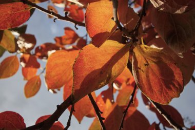 İtalya, kırsal, sonbahar, kestane ağacının yaprakları