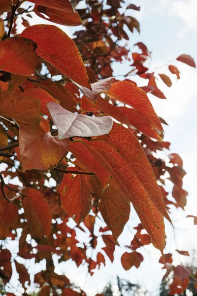 Italia, campo, otoño, hojas de castaño — Foto de Stock