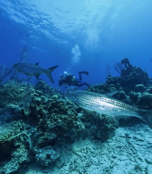 Karibik, Belize, u.w. Foto, Taucher und Tarpone (megalops atlanticus) - Filmscan — Stockfoto