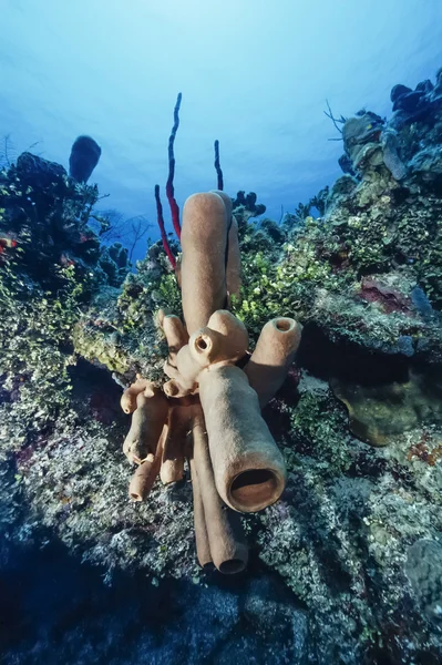 Caribbean Sea, Belize, U.W. photo, tropical Tube Sponges - FILM SCAN — Stock Photo, Image
