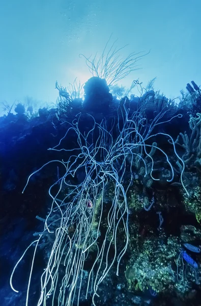 Karibiska havet, belize, u.w. foto, tropiska havet fan (gorgonia ventalina) - film scan — Stockfoto