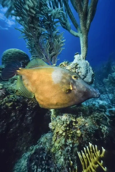 Mar dei Caraibi, Belize, U.W. fotografia, Pesce innesco tropicale (Balistes carolinensis) - FILM SCAN — Foto Stock