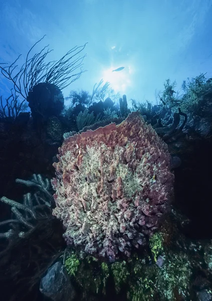 Caribbean Sea, Belize, U.W. photo, tropical Vase Sponge - FILM SCAN — Stock Photo, Image