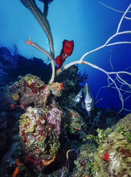 Karayip Denizi, belize, melek balığı (pomacanthus sp.) - bir kaç film tarama — Stok fotoğraf