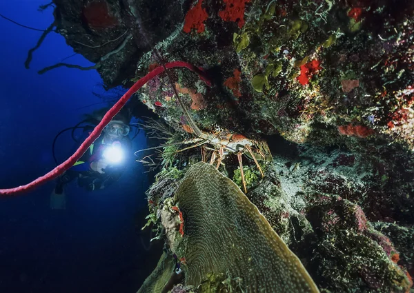 Morze Karaibskie, belize, u.w. Fotografia, tropikalny homar - skanowania filmu — Zdjęcie stockowe