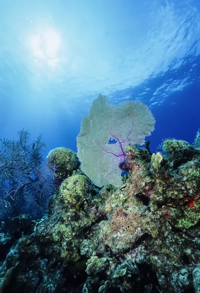 Mar Caribe, Belice, U.W. foto, Ventilador de mar tropical (Gorgonia ventalina) - SCAN DE PELÍCULA —  Fotos de Stock