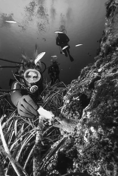 意大利，地中海，厄尔巴岛;2000年6月12日，潜水员喂食莫雷（电影扫描） - 编辑 — 图库照片