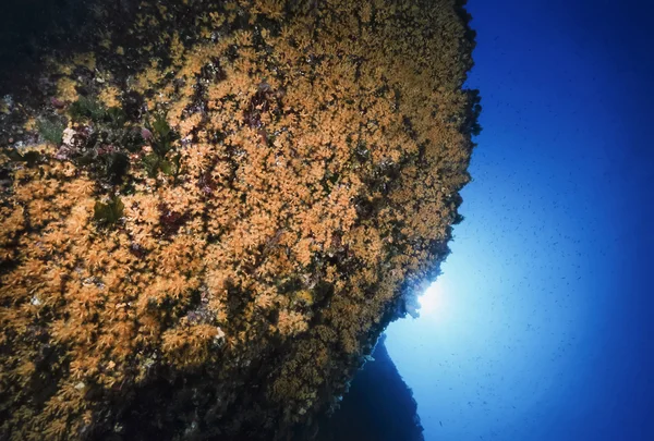 Medelhavet, Spanien, ön Ibiza, U.W. foto, gula Parazoanthus koloni på en klippa (Parazoanthus axinellae) - Film Scan — Stockfoto